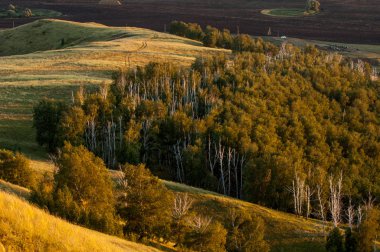 huş ağacı orman manzaralı dağ (gündoğumu gün batımında üzerinden