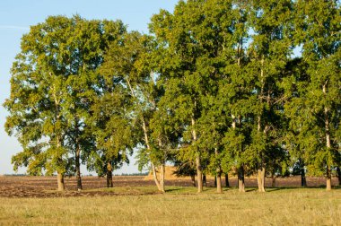 Yaz aylarında taze sürülmüş alan, saman yığınları, kavak