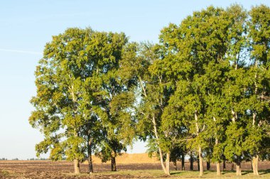 Yaz aylarında taze sürülmüş alan, saman yığınları, kavak