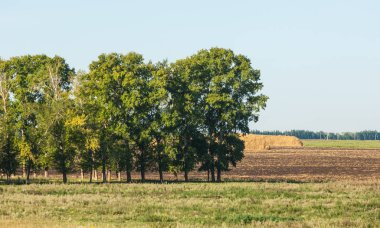 Yaz aylarında taze sürülmüş alan, saman yığınları, kavak