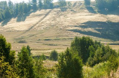 Yaz huş tepeler. Geç yaz aylarında solmuş çimen