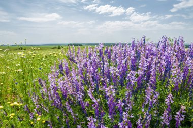Alan bezelye çiçek fare. Tatlı bezelye çiçekler. Tatlı bezelye