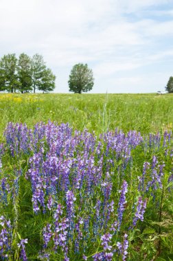 Alan bezelye çiçek fare. Tatlı bezelye çiçekler. Tatlı bezelye