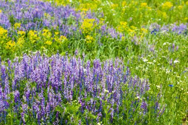 Alan bezelye çiçek fare. Tatlı bezelye çiçekler. Tatlı bezelye