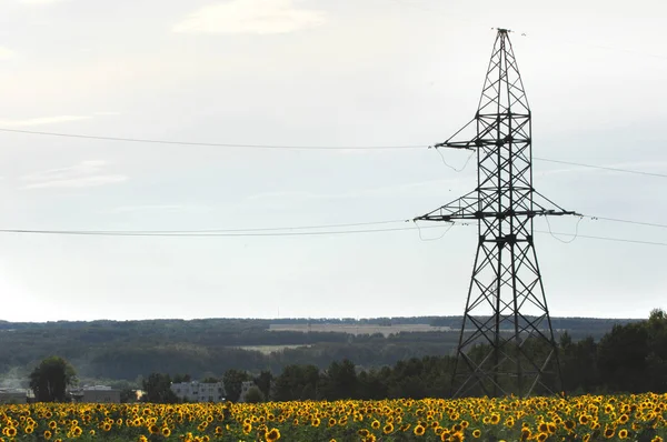 Power poles — Stock Photo, Image