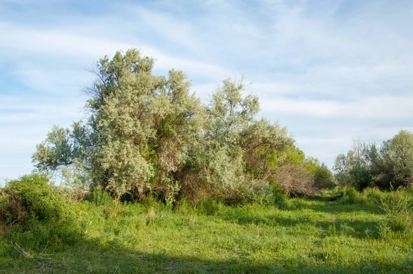 Lato stepu. Lukrecja kwiaty. silverberry lub oleaster, — Zdjęcie stockowe