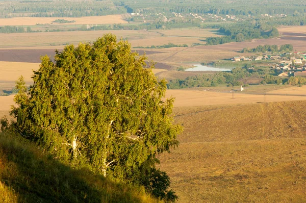 Verano Abedul Hills — Foto de Stock