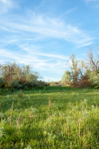 Zomer steppe. Zoethout bloemen. silverberry of oleaster, — Stockfoto