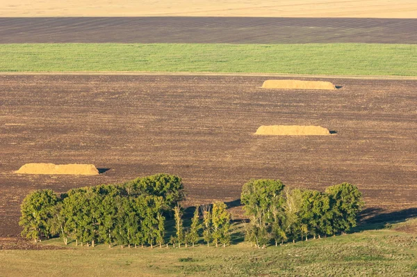 Summer in the freshly plowed field, straw in stacks, poplars — Stock Photo, Image