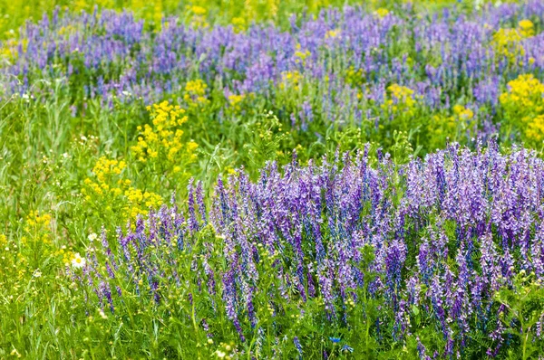 Souris aux fleurs de pois des champs. fleurs de pois doux. Pois doux — Photo