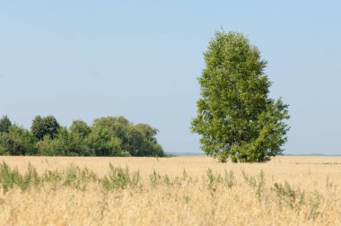 onely ağacı. Tahıl alan