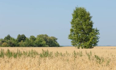 onely ağacı. Tahıl alan