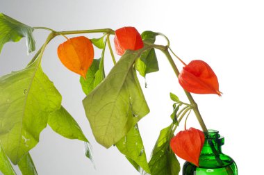 Physalis
