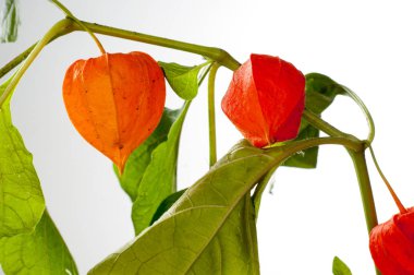 Physalis