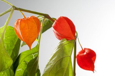 Physalis