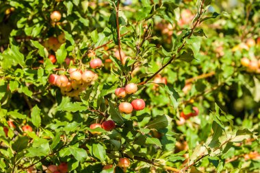 Yaban elması ve yaban elması. 