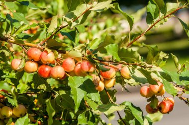 Yaban elması ve yaban elması. 