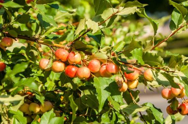 Yaban elması ve yaban elması. 