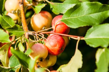 Yaban elması ve yaban elması. 