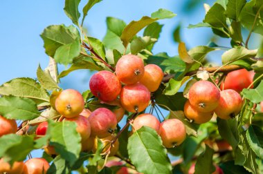 Yaban elması ve yaban elması. 