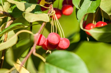 Yaban elması ve yaban elması. 