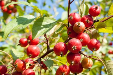 Yaban elması ve yaban elması.