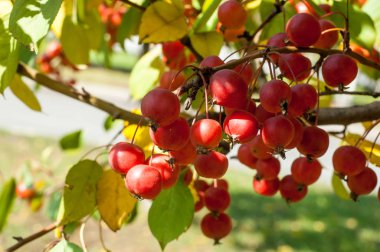 Yaban elması ve yaban elması.