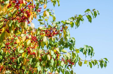 Yaban elması ve yaban elması.