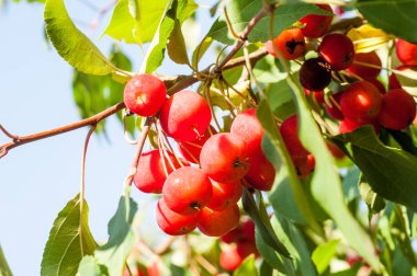 Yaban elması ve yaban elması.