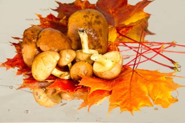 Boletus mantar, sonbahar akçaağaç yaprakları.