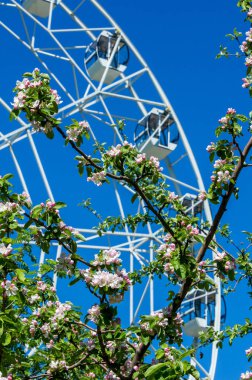Şehir parkında dönme dolap. Çiçek açmış elma ağaçları. Kırmızının yarısı