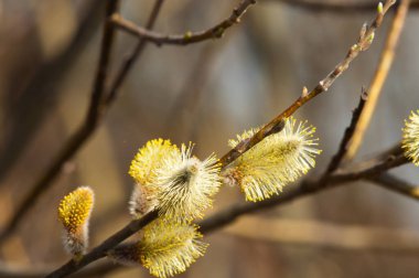 Bahar manzarası. Şişmiş söğüt tomurcukları. Parlak sarı şamandıra