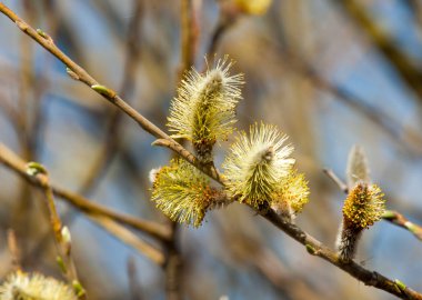 Bahar manzarası. Şişmiş söğüt tomurcukları. Parlak sarı şamandıra