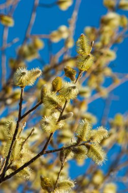 Bahar manzarası. Şişmiş söğüt tomurcukları. Parlak sarı şamandıra