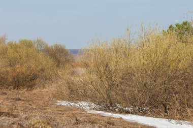 Bahar manzarası. Bahar tarlasındaki son kar. tepelik terra