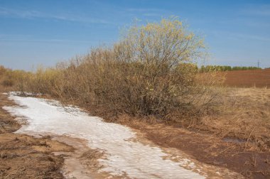 Bahar manzarası. Bahar tarlasındaki son kar. tepelik terra