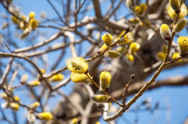 Bahar manzarası. Şişmiş söğüt tomurcukları. Parlak sarı şamandıra