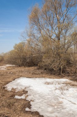 Bahar manzarası. Bahar tarlasındaki son kar. tepelik terra