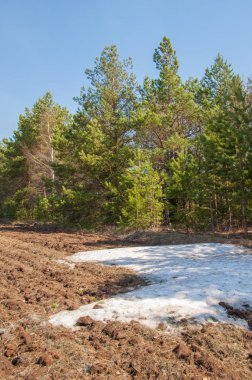 Bahar manzarası. Bahar tarlasındaki son kar. tepelik terra