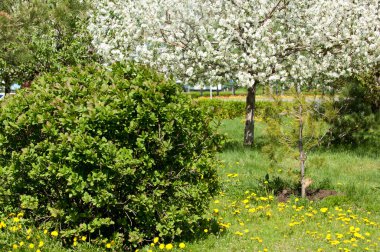 Bahar manzarası, elma. Bahar çiçekleri. Çiçek açan bir elma