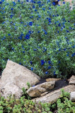 Anagallis, çiçekli bitkilerin yaklaşık 20-25 türünde bir cinstir. 