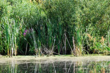 Yaz manzarası. Bataklık, bataklık, bataklık, bataklık, bataklık, durgun su