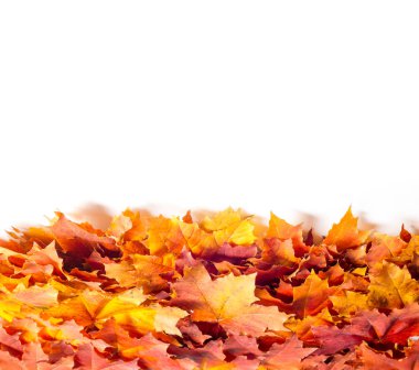 Arkaplan çizimi, doku. Sonbahar akçaağaç yaprakları. arkaplan 