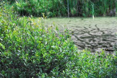 Yaz manzarası. Bataklık, bataklık, bataklık, bataklık, bataklık, durgun su