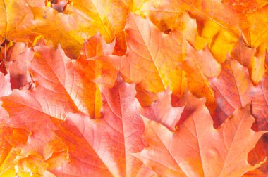 Sonbahar dokusu. Renkli akçaağaç yaprakları. Bu olağanüstüdür!