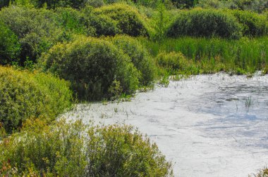 Yaz manzarası. Bataklık, bataklık, bataklık, bataklık, bataklık, durgun su