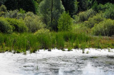 Yaz manzarası. Bataklık, bataklık, bataklık, bataklık, bataklık, durgun su