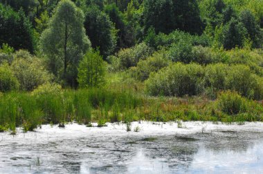Yaz manzarası. Bataklık, bataklık, bataklık, bataklık, bataklık, durgun su