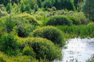 Yaz manzarası. Bataklık, bataklık, bataklık, bataklık, bataklık, durgun su