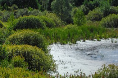 Yaz manzarası. Bataklık, bataklık, bataklık, bataklık, bataklık, durgun su